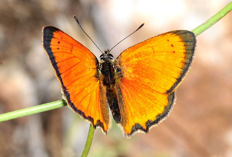 Lycaena ottomana